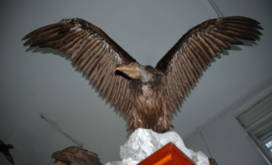 Vultur Muzeul Zoologic