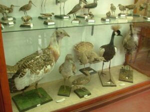 exponate Muzeul Zoologic